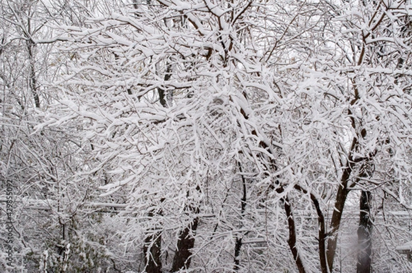 Fototapeta snow covered tree