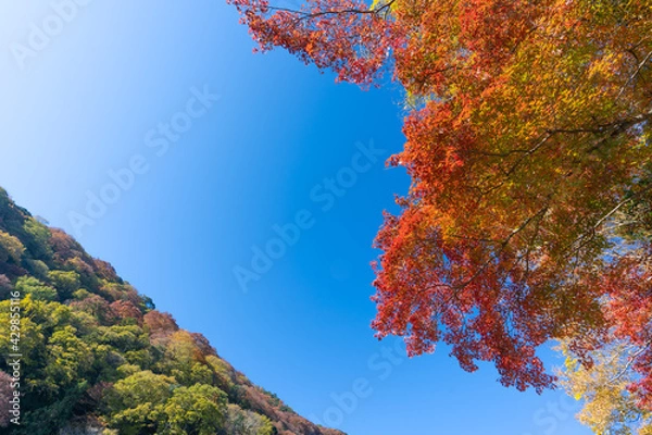 Fototapeta 紅葉・京都