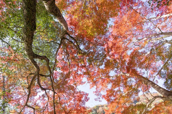 Obraz 紅葉・京都