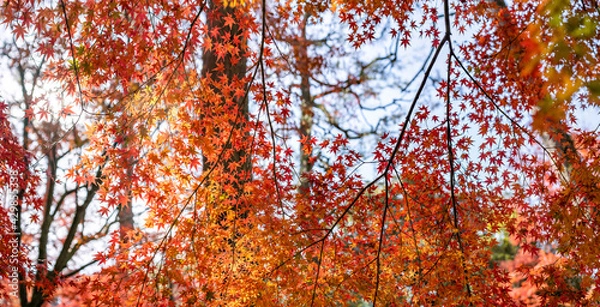 Fototapeta 紅葉・京都