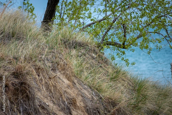 Obraz path in the field