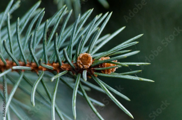 Obraz close up of pine cones