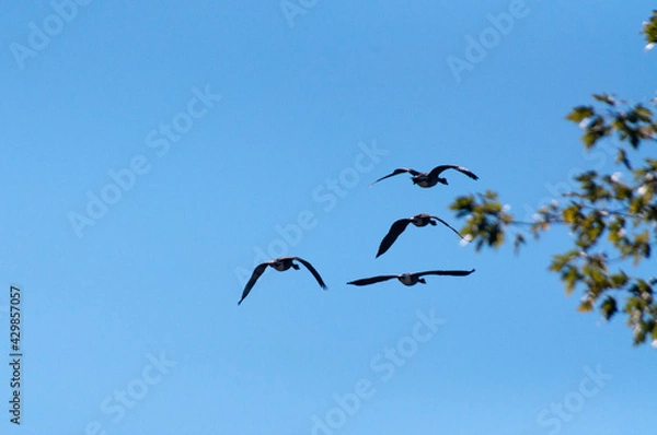 Obraz birds in flight