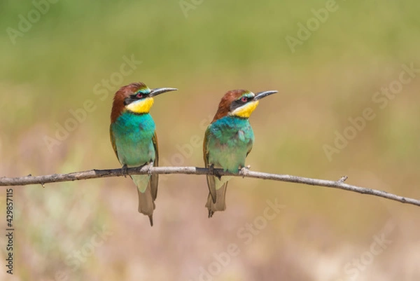 Obraz The European bee-eater (Merops apiaster) is a richly-coloured bird of approximately 28 cm in length and a slightly downturned thin beak.