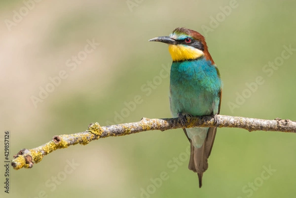 Obraz The European bee-eater (Merops apiaster) is a richly-coloured bird of approximately 28 cm in length and a slightly downturned thin beak.