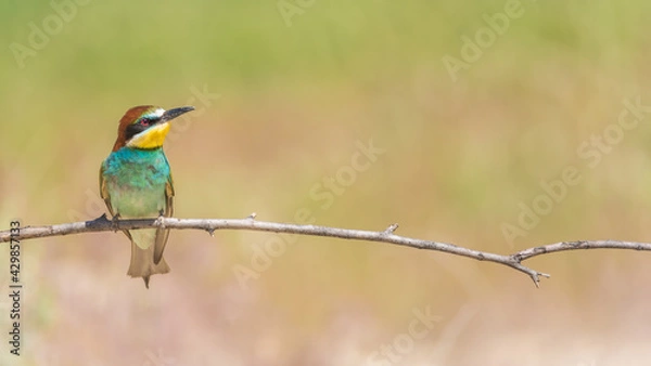 Obraz The European bee-eater (Merops apiaster) is a richly-coloured bird of approximately 28 cm in length and a slightly downturned thin beak.
