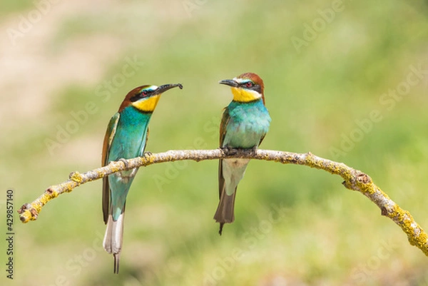 Obraz The European bee-eater (Merops apiaster) is a richly-coloured bird of approximately 28 cm in length and a slightly downturned thin beak.
