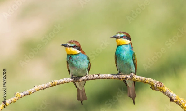 Obraz The European bee-eater (Merops apiaster) is a richly-coloured bird of approximately 28 cm in length and a slightly downturned thin beak.
