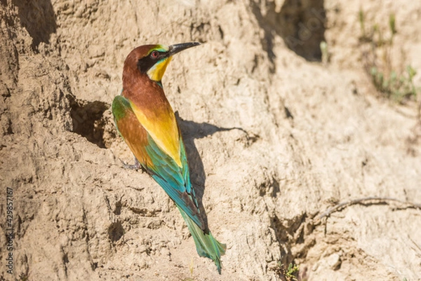 Obraz The European bee-eater (Merops apiaster) is a richly-coloured bird of approximately 28 cm in length and a slightly downturned thin beak.