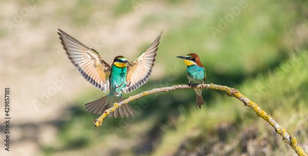 Obraz The European bee-eater (Merops apiaster) is a richly-coloured bird of approximately 28 cm in length and a slightly downturned thin beak.