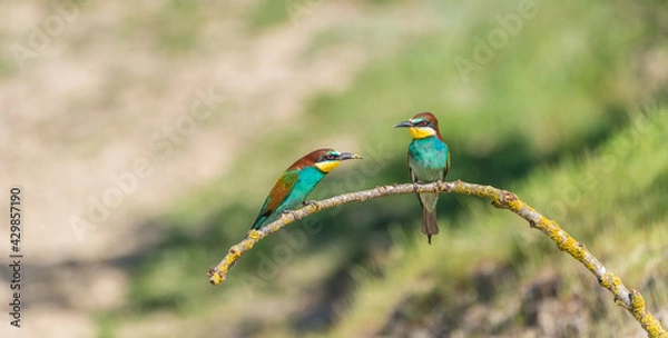 Obraz The European bee-eater (Merops apiaster) is a richly-coloured bird of approximately 28 cm in length and a slightly downturned thin beak.