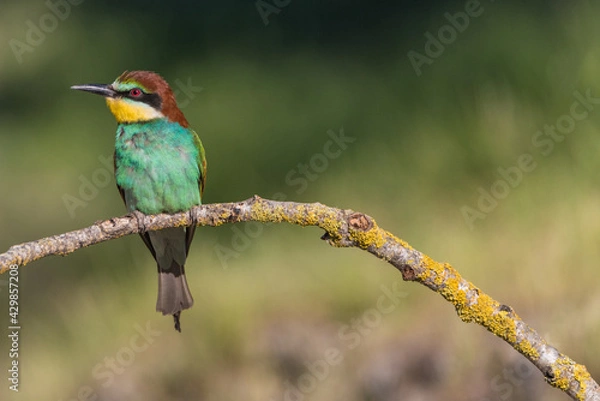 Obraz The European bee-eater (Merops apiaster) is a richly-coloured bird of approximately 28 cm in length and a slightly downturned thin beak.