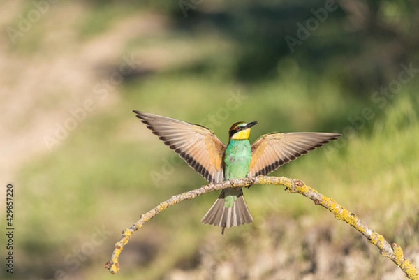 Obraz The European bee-eater (Merops apiaster) is a richly-coloured bird of approximately 28 cm in length and a slightly downturned thin beak.