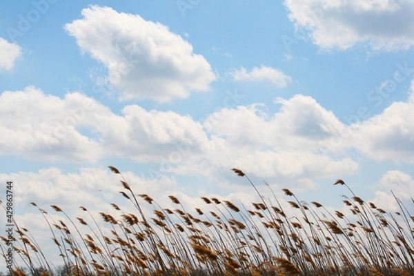 Obraz reeds in the wind