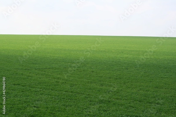 Obraz green grass and blue sky