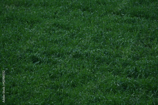 Obraz green grass texture