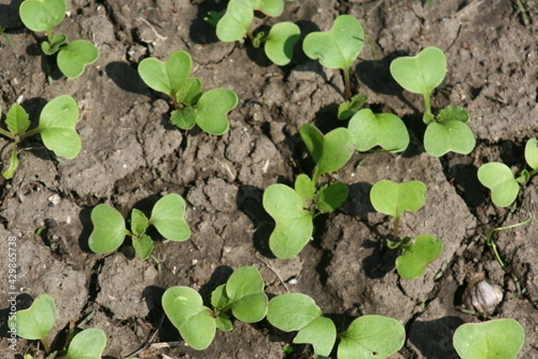 Obraz plant in the ground