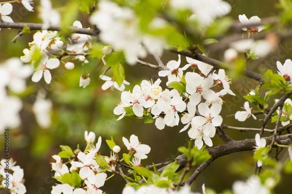 Obraz white flowers of the blooming mirabelle fruit tree