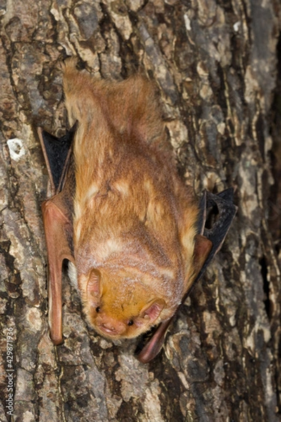 Obraz Eastern Red Bat taken in southern MN under controlled conditions