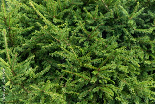 Fototapeta Green spruce's branches as background on sunny day