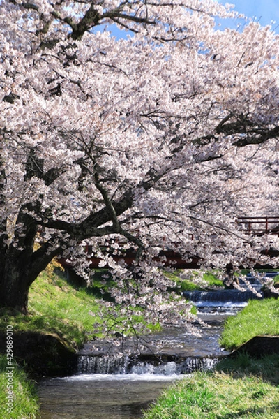 Obraz 観音寺川の桜（福島県・猪苗代町）