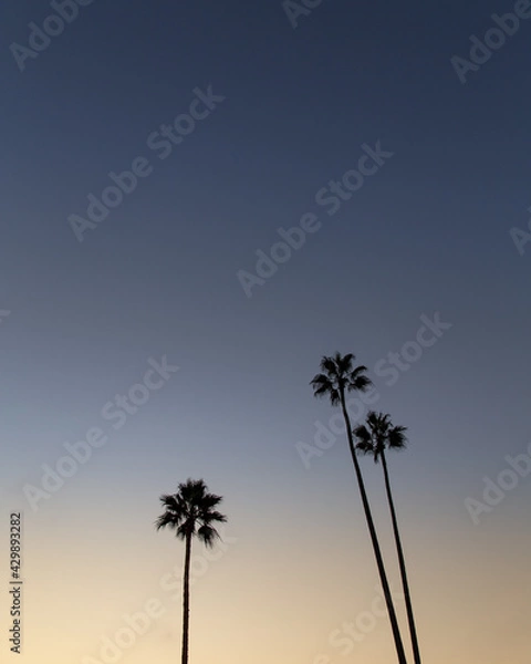 Fototapeta palm trees