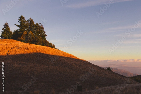 Obraz golden hillside