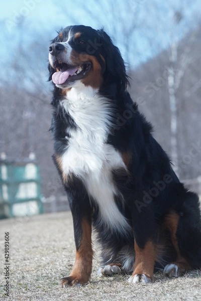 Fototapeta bernese mountain dog