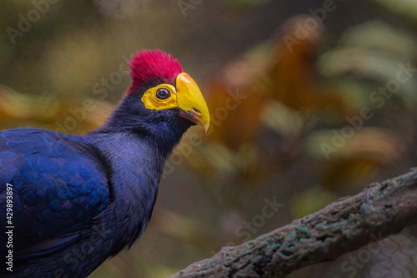 Obraz 2021-04-24 CLOSE UP OF A GREAT BLUE TURACO
