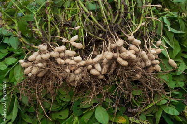 Obraz Fresh peanuts plants with roots plants harvest of peanut plants.