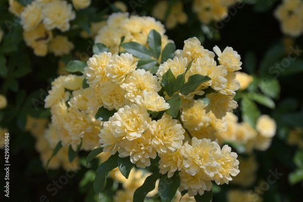 Fototapeta 淡い黄色のモッコウバラ