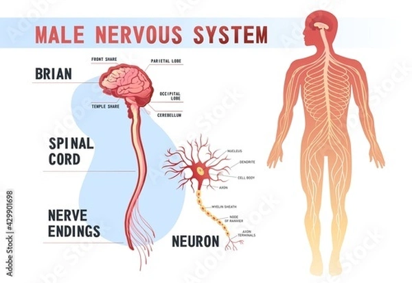 Obraz human nervous system educational scheme