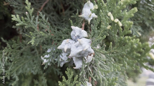 Obraz bird in the snow