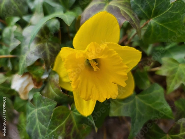 Fototapeta yellow flowers