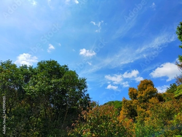 Fototapeta 日本の和歌山県有田川町の晴れた青空と山々の木々の緑が美しい自然風景（コピースペース）