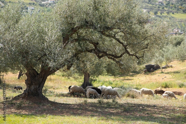 Obraz Some cheeps under an olive tree 