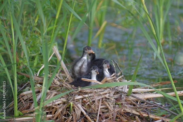 Fototapeta one month old coot chicks on a nest in a reed near lake