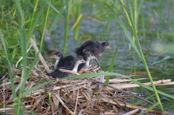 Fototapeta one month old coot chicks on a nest in a reed near lake