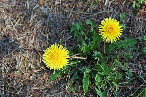 Fototapeta 한국공원에핀꽃입니다