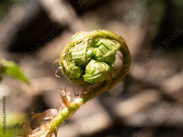 Fototapeta ゼンマイ