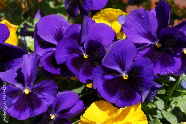 Obraz spring flowers