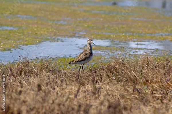 Fototapeta Close-up wood sandpiper on the edge of a swamp. Tringa glareola is small wader. Bright spring and sunny colors - blue, light green, yellow.