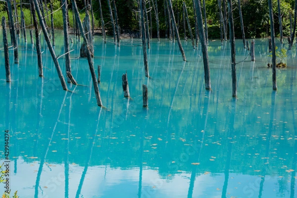 Obraz 初夏の青い池　美瑛町
