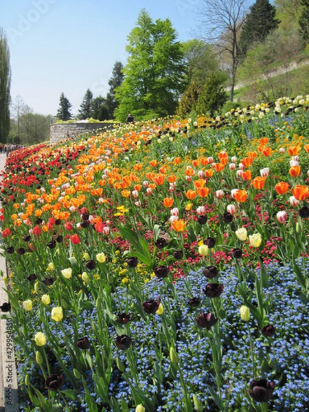 Obraz  2011 - 04 - Mainau - Mainau 29 