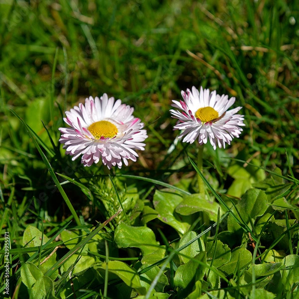 Obraz A spring flowering plant called daisy. Photos were taken in parks and squares of the city of Białystok in Podlasie, Poland.