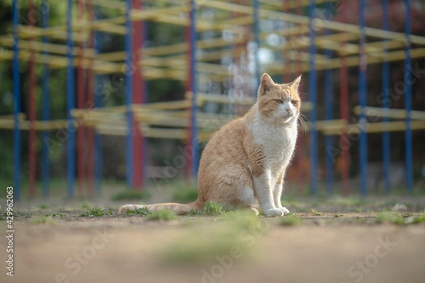 Obraz ジャングルジムの前で