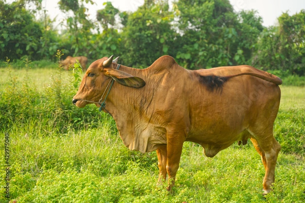Fototapeta A red cow, a native of Thailand in the middle of a green meadow, is using its tail to fend off flies on its back.