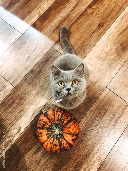 Obraz cat and pumpkin