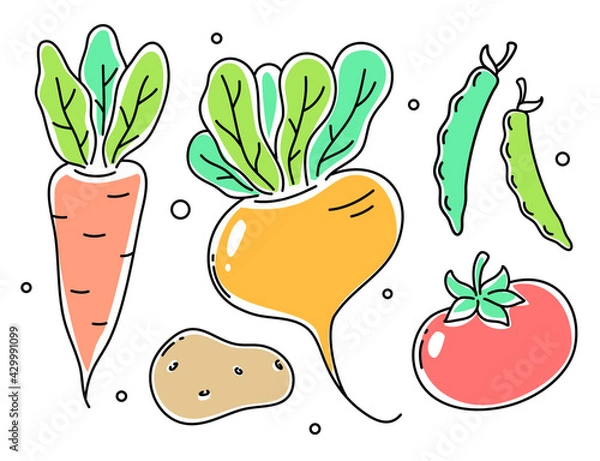 Obraz Vector set of illustration of vegetable. Turnip, tomato, potato, carrot, peas pod