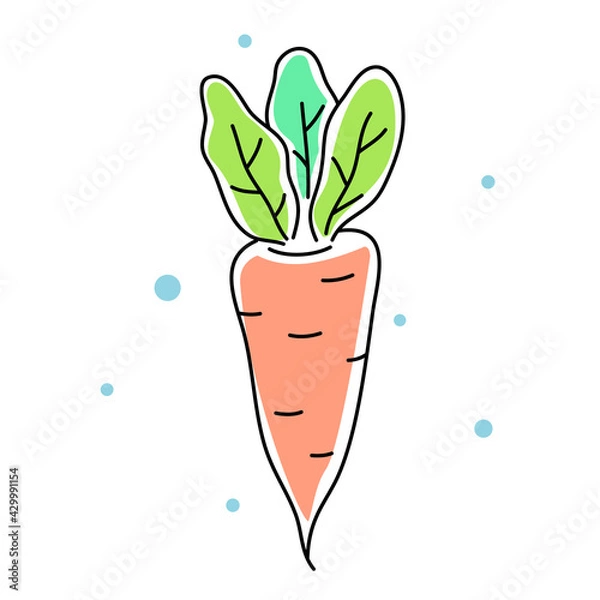 Obraz Vector illustration of orange carrot with green leaf